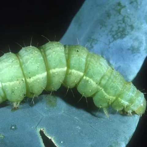 thumbnail for publication: Cabbage Looper, Trichoplusia ni (Hübner) (Insecta: Lepidoptera: Noctuidae)